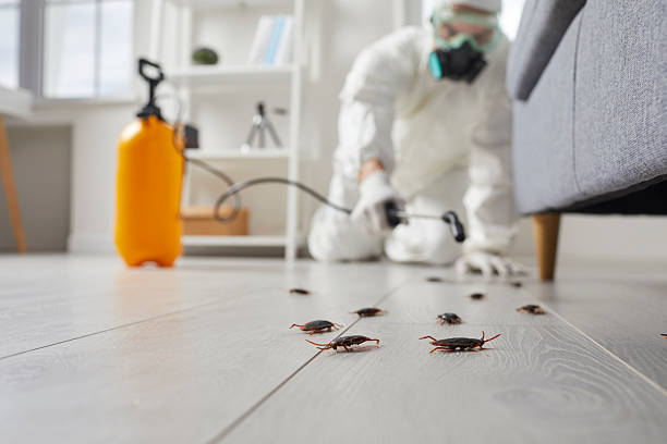 Post-Treatment Bed Bug Interceptor Monitoring in Rosebud